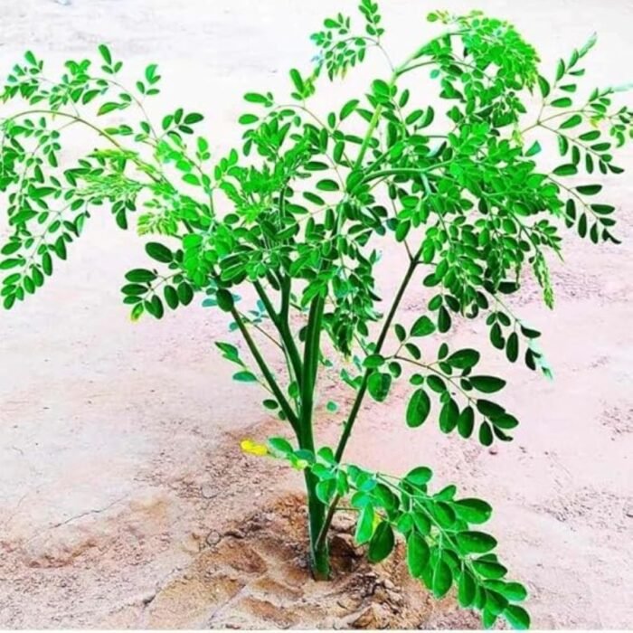 Moringa Drumstick (sahajan) Vegetable Seeds - Image 5
