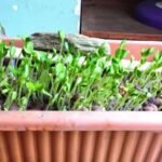 Muskmelon Kharbooza Madhuras Fast Germination F1 Hybrid Seeds - Image 6