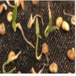 F1 Hybrid Multicolor Capsicum (Shimla Mirch) Vegetable Seeds | High Germination & Yield - Image 5