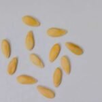 F1 Hybrid Musk Melon Kajri Seeds - Image 5