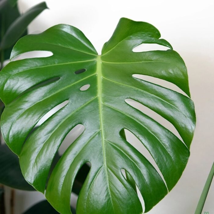 Monstera Swiss Chesse - Image 1