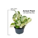 Golden Money Plant / Pothos