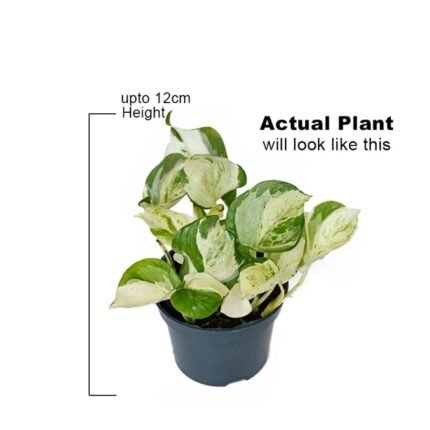 Golden Money Plant / Pothos