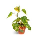 Money Plant / Pothos Combo of 6 - Image 3