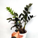Black ZZ Plant (Zamioculcas zamiifolia)