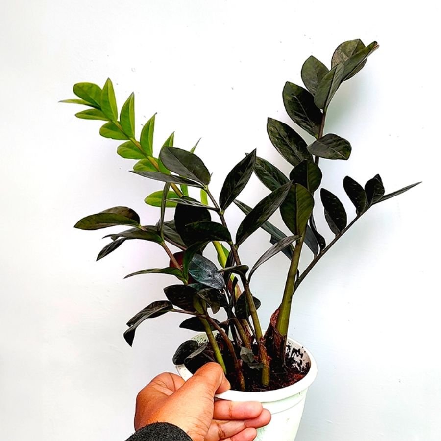 5 Black ZZ Plant (Zamioculcas zamiifolia) - Image 1