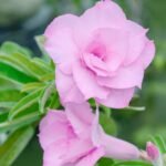 Adenium Priyanka Grafted (Triple Petal Soft Pink) - Image 2