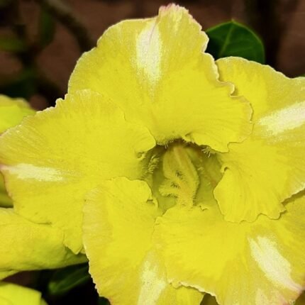 Adenium Mumtaz (Single Petal Yellow)