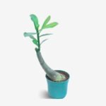 Adenium Meenaskhi Grafted (Double Petal Pink) - Image 2