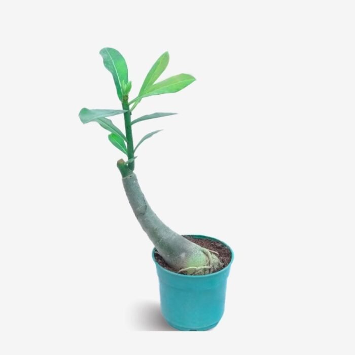 Adenium Kriti Grafted (Oval Shape Leaf) - Image 2