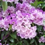 Garlic Vine Mansoa Alliacea Purple Flower Climber (Sapling) - Image 3