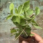 Lantana Mix Colour Plant - Image 3