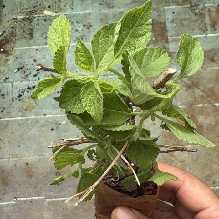 Lantana Mix Colour Plant - Image 3
