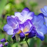 Freesia Bulb (Mix color) - Image 6