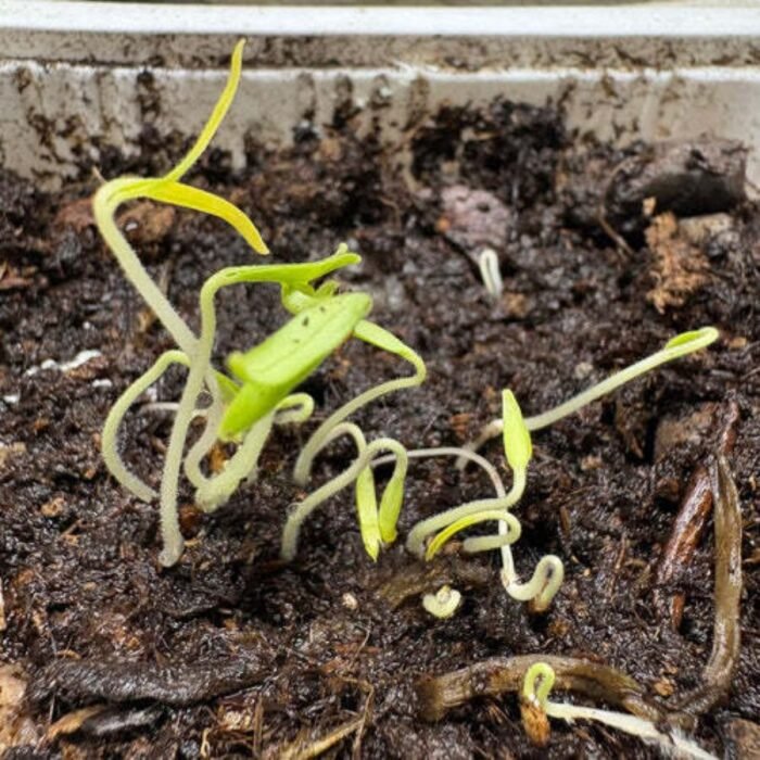 Tomato F1 Hybrid Vegetable Seeds - Image 5
