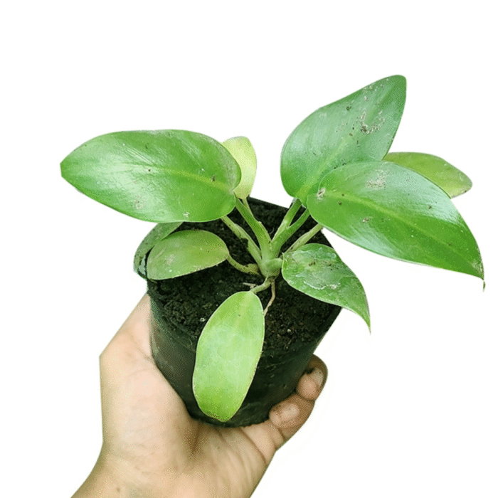Philodendron Giganteum Plant - Image 3