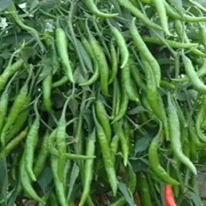 Chilli F-1 Hybrid Hari Mirch Vegetable Seeds | High Germination & Yield - Image 5