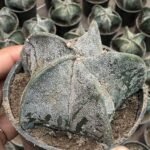 Cactus Astrophytum Myriostigma Plant - Image 2