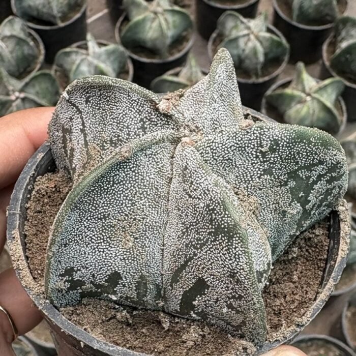 Cactus Astrophytum Myriostigma Plant - Image 2