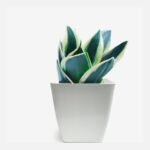 Snake Plant Combo of 3 - Image 2
