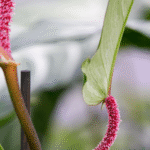 Philodendron Squamiferum Plant (Sapling) - Image 4
