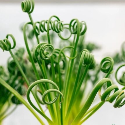 Albuca Spiralis Exotic Plant