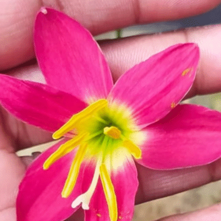 Rain Lily Hybrid Zephyranthes Red Lamduan Bulb