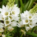 Chincherinchee Bulb (Any color)