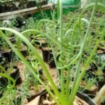 Albuca Spiralis Exotic Plant - Image 3