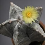 Cactus Astrophytum Myriostigma Plant - Image 3