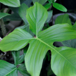 Philodendron Squamiferum Plant (Sapling) - Image 5