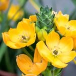 Chincherinchee Bulb (Any color) - Image 3