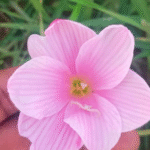 Rain Lily Hybrid Zephyranthes Sakura Bulb