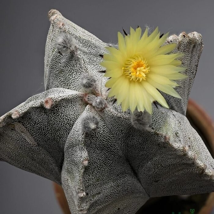 Cactus Astrophytum Myriostigma Plant - Image 3