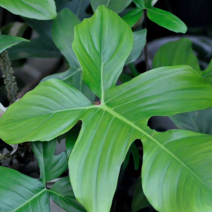 Philodendron Squamiferum Plant (Sapling) - Image 5
