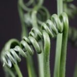 Albuca Spiralis Exotic Plant - Image 2