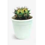 Cactus Gymnocalycium Mihanovichii