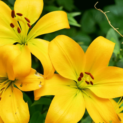 Yellow Lilium/ Yellow Asiatic Lily Bulbs (Imported)