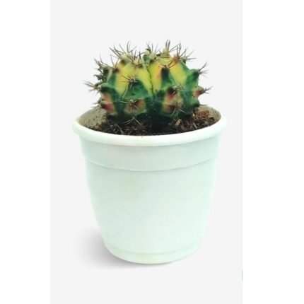Cactus Gymnocalycium Mihanovichii