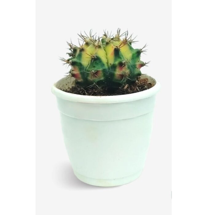 Cactus Gymnocalycium Mihanovichii - Image 1