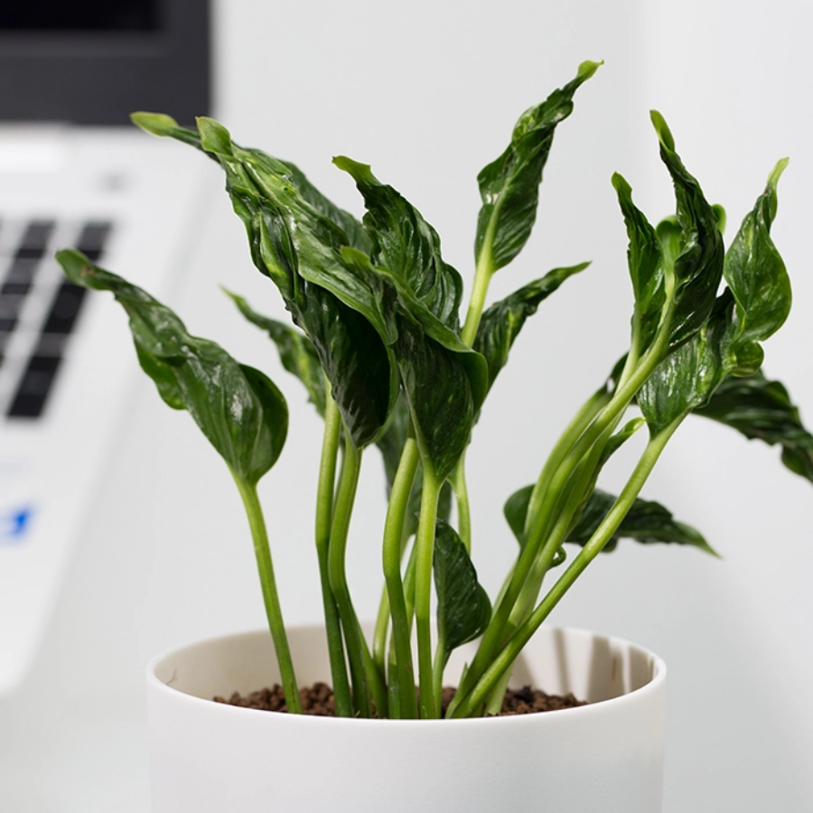 52 Shangri la/ Sleeping Money Plant (Sapling) - Image 1