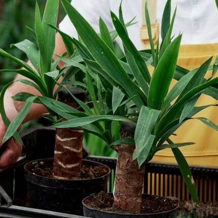 Brazilian wood/ Dracena Fragrans Live Plant (Green Leaf)