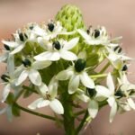 Chincherinchee Bulb (Any color) - Image 4