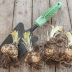 Yellow Lilium/ Yellow Asiatic Lily Bulbs (Imported) - Image 2
