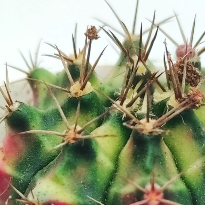 Cactus Gymnocalycium Mihanovichii - Image 2