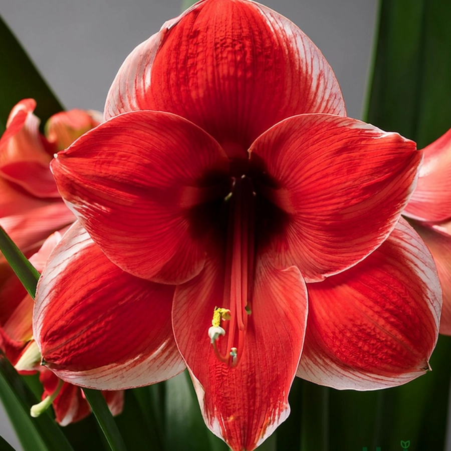 54 Amaryllis Lily Dutch Mix Colour Bulb - Image 1