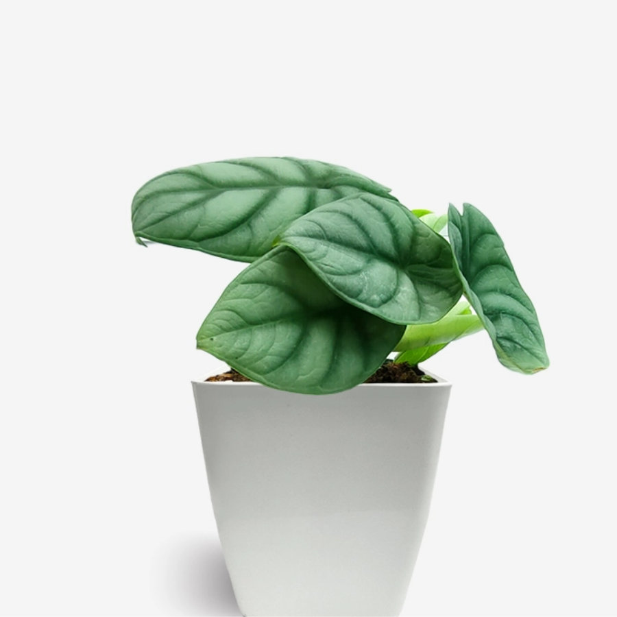 54 Alocasia Silver Dragon Plant (Sapling) - Image 1