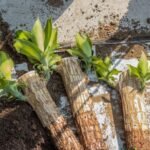 Brazilian wood/ Dracena Fragrans Live Plant (varigated)