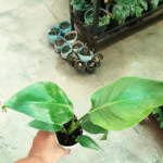 Bird Of Paradise / Strelitzia Reginae - Image 2