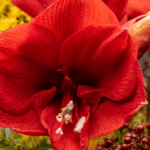 Amaryllis Lily Dutch Mix Colour Bulb - Image 3